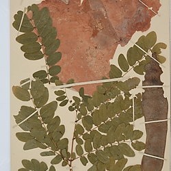 tanganyicensis subsp. tanganyicensis (BOL0219057)