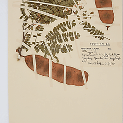 adianthifolia (BOL0219089)