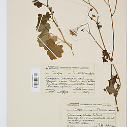 Cineraria lobata subsp. lobata (BOL0227107)