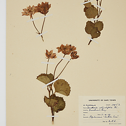 Xanthosia rotundifolia (BOL0310916)