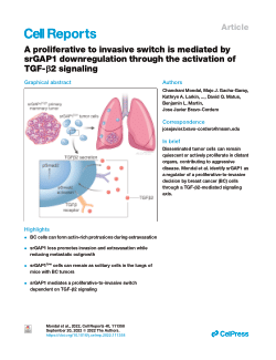 A proliferative to invasive switch is mediated by srGAP1 downregulation through the activation of TGF-β2 signaling