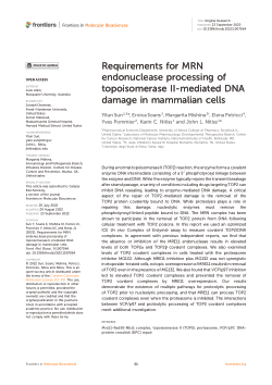 Requirements for MRN endonuclease processing of topoisomerase II-mediated DNA damage in mammalian cells