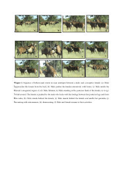 Reproductive behaviour of the roan antelope (Hippotragus equinus)