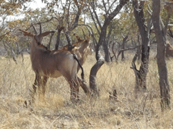 Reproductive behaviour of the roan antelope (Hippotragus equinus)