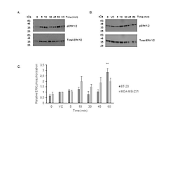 Kisspeptin signalling pathway in breast cancer biology
