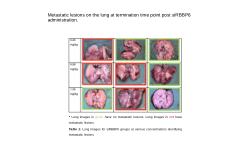 In vivo silencing of the RBBP6 gene on tumour growth data
