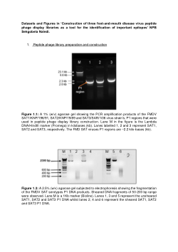 Construction of high-throughput screening libraries for identifying important foot-and mouth disease virus antigenic sites