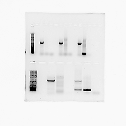 Cell permeability and tight junction analysis using multiple imaging and molecular techniques
