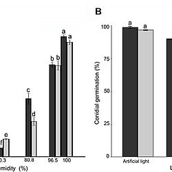 The infection and diseases development of <i>Teratosphaeria destructans</i> on Eucalyptus