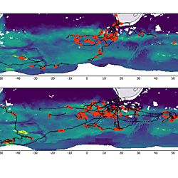 Southern right whale (Eubalaena australis) migratory and foraging behaviour in a changing climate