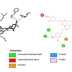 Inhibition of Neisseria gonorrhoeae's growth and virulence factors after treatment with Helichrysum populifolium extracts and compounds