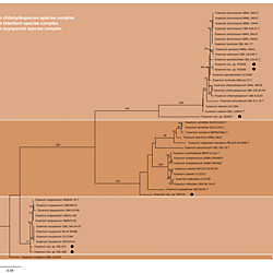 Exploration of the alternative host range of the pitch canker pathogen by examining the diversity of Fusarium associated with grasses in commercial forestry environments, particularly in nurseries and plantations