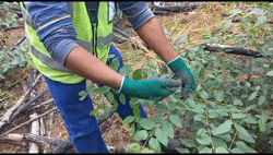 The use of artificial defoliation to evaluate the impact of defoliation on young Eucalyptus dunnii in the Midlands region of KwaZulu-Natal, South Africa
