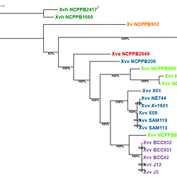 Representative figures from a comparative genomic analysis of host-associated diversity and metal tolerance in Xanthomonas vasicola