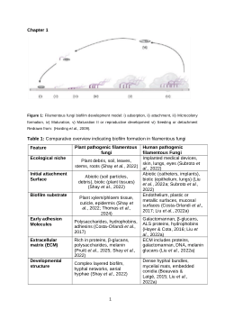 Biofilm structure and formation of Exserohilum turcicum isolates from South Africa