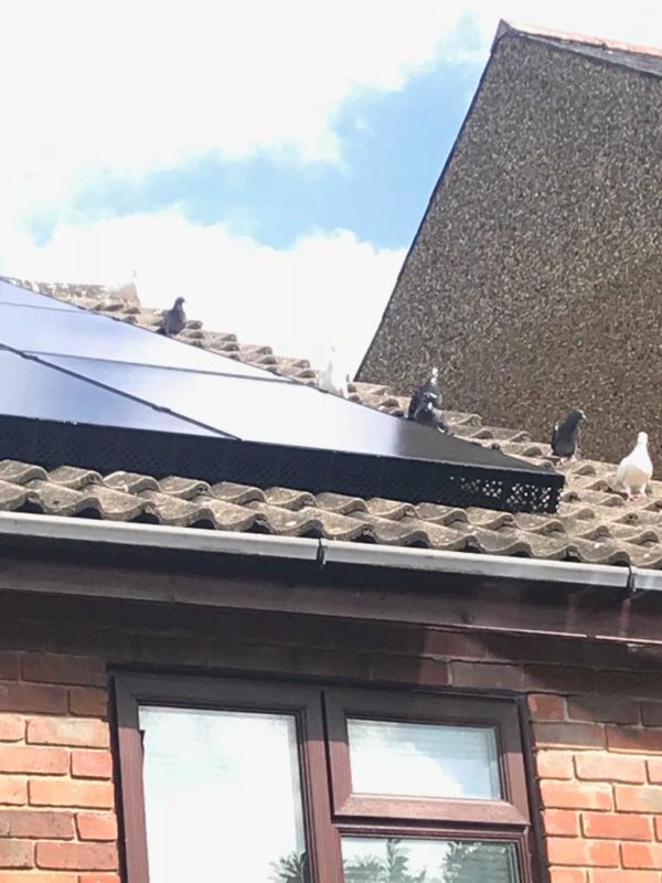 5* Bird Control UK Bird Proofing Bird Pest Control Services PPSP