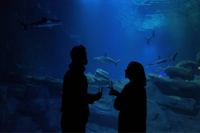 Soirées insolites à l’Aquarium de Paris来了！夜幕下的水族馆，香槟与鲨鱼共舞的奇妙夜等你来体验
