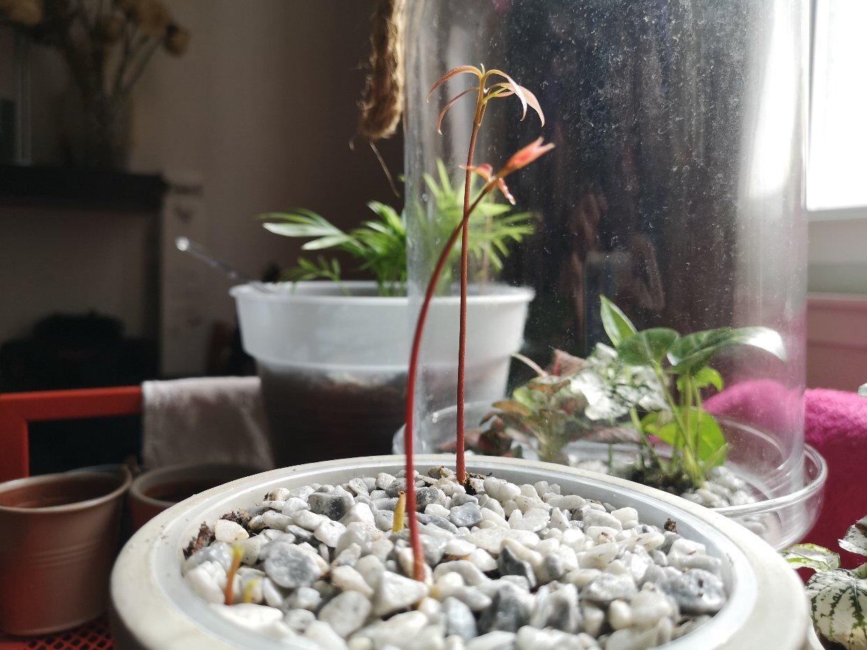 喜报！我的小荔枝🌱😝