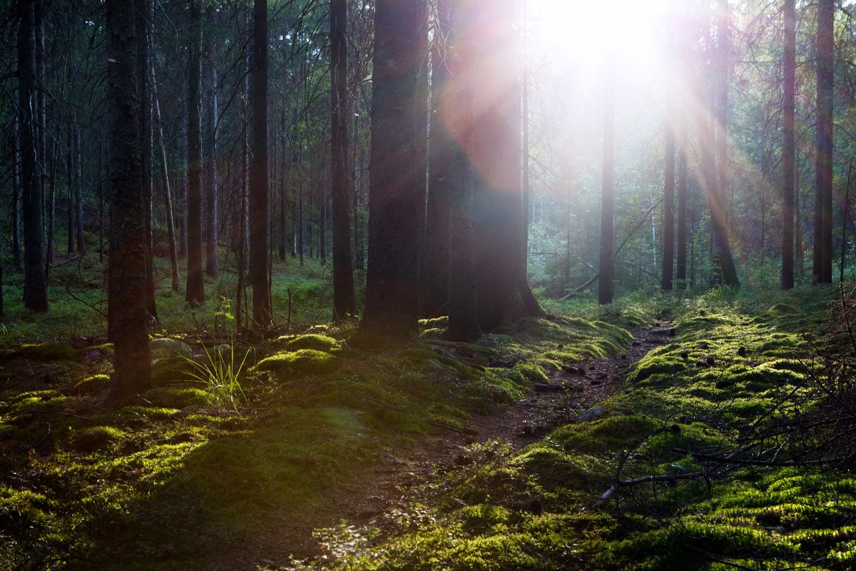 Skogsbad-Bara Skog Kroppefjäll Motljus- Photo Cred-Roger Borgelid-Westsweden.com.jpg