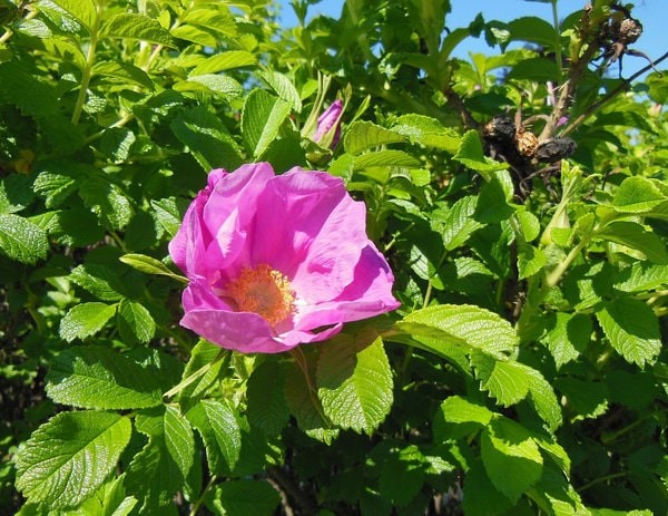 kurtturuusun hävittäminen