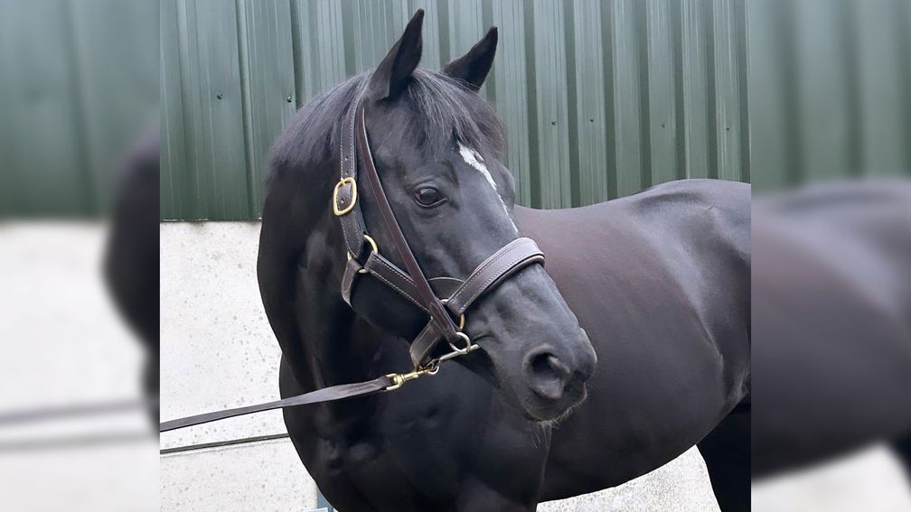 Why the newest name in the stallion business is convinced he has