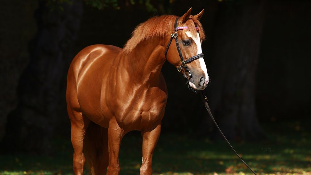 Sumbe stallion Recorder on the move to Longford House Stud for