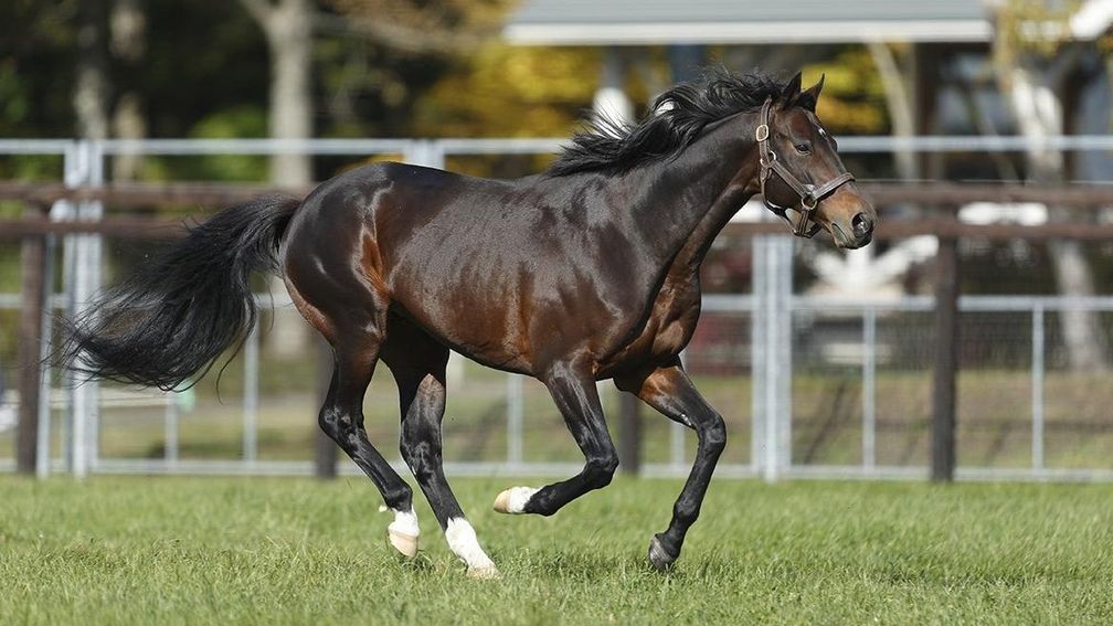 Deep Impact colt from penultimate crop sells for £3.35 million in