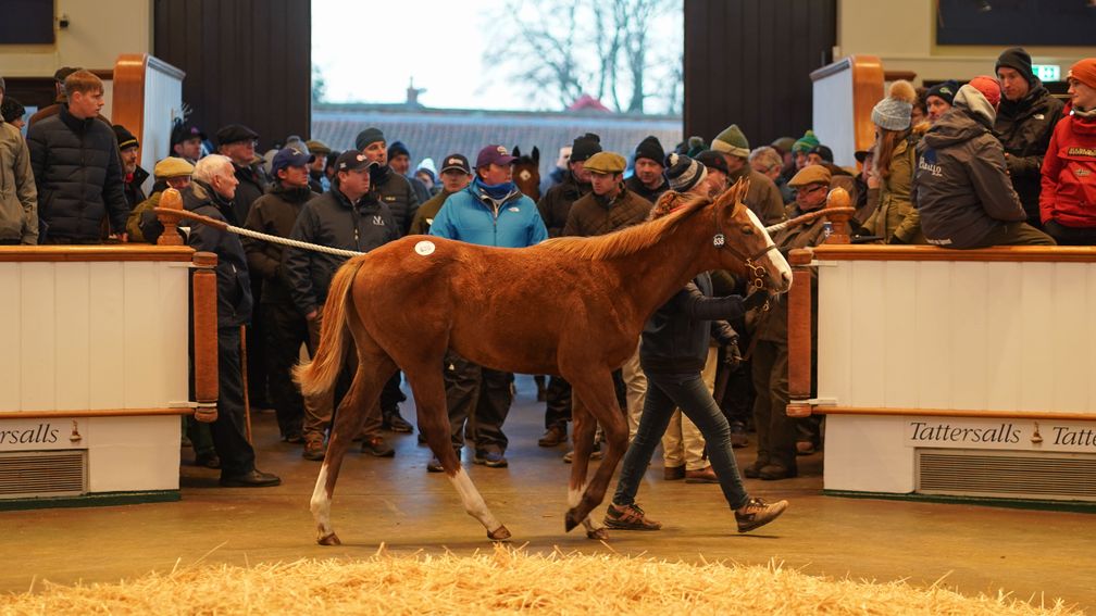 Image for Rumstar’s Brother Makes 250,000gns as Havana Grey Dominates
