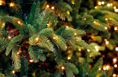 Christmas Tree Permits 2022 Eddy County These Christmas Tree Lights - Bought Online At Aliexpress, Ebay And Wish -  Could Catch Fire Or Electrocute You - Which? News