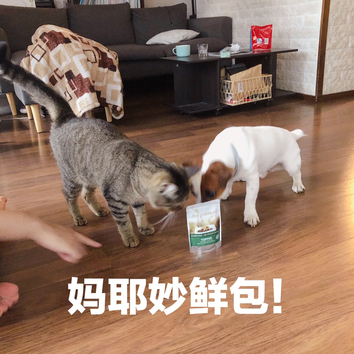 给两个毛毛虫更新猫粮狗粮品牌了！