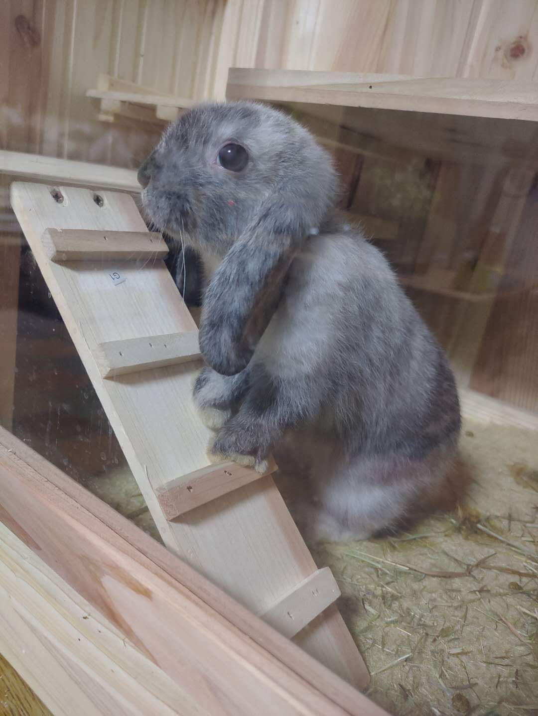 两只小🐰兔子