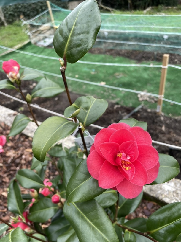 Lidl和家乐福9.9欧也很美的山茶花