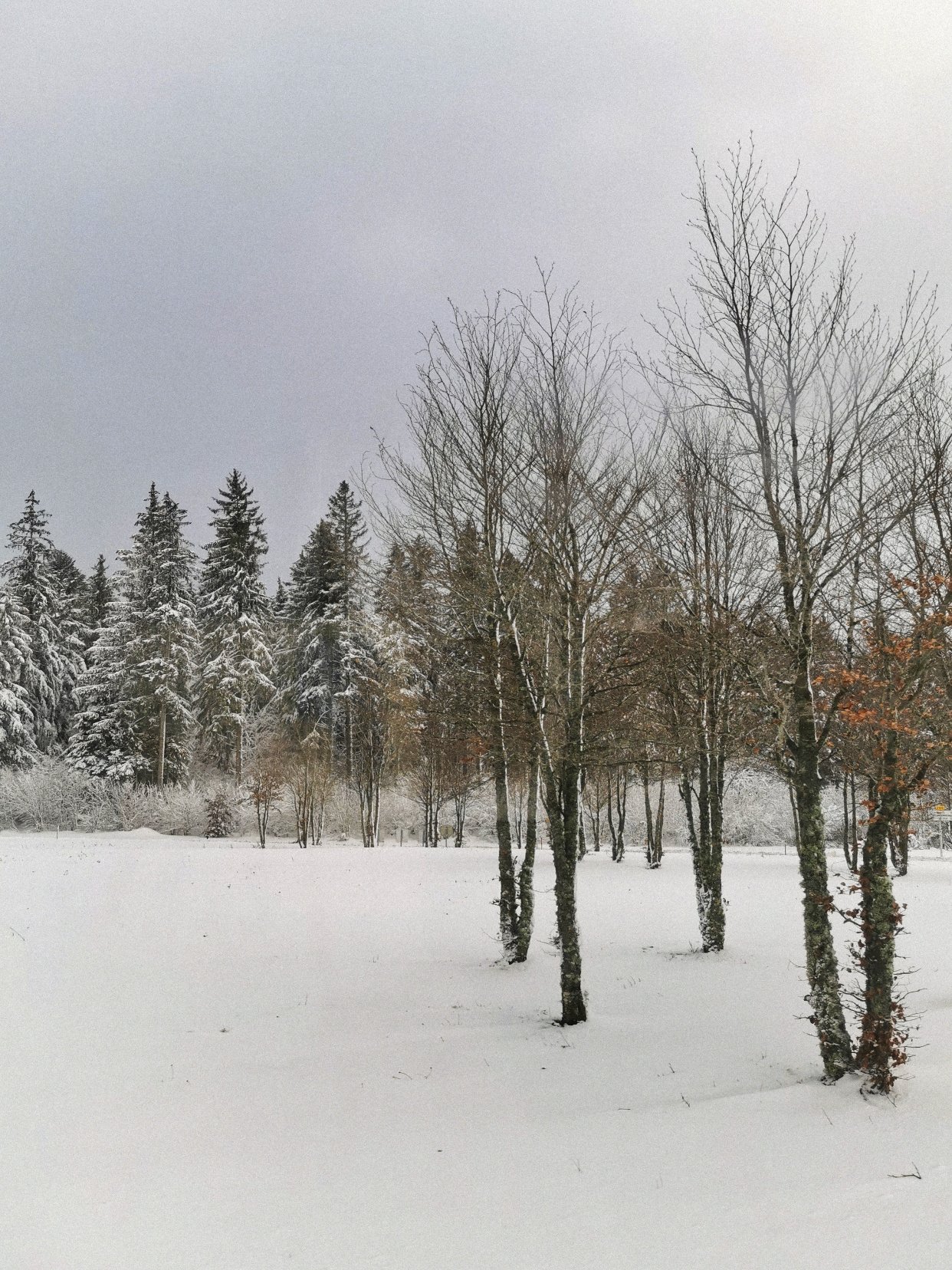 大家今年都看到雪了吗～