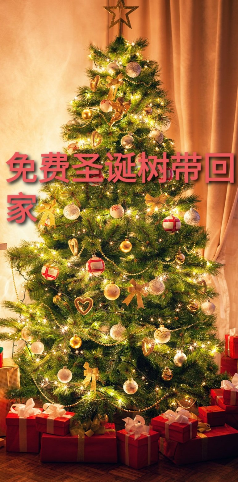 薅羊毛 | 如此美丽的圣诞树🎄竟然免费送