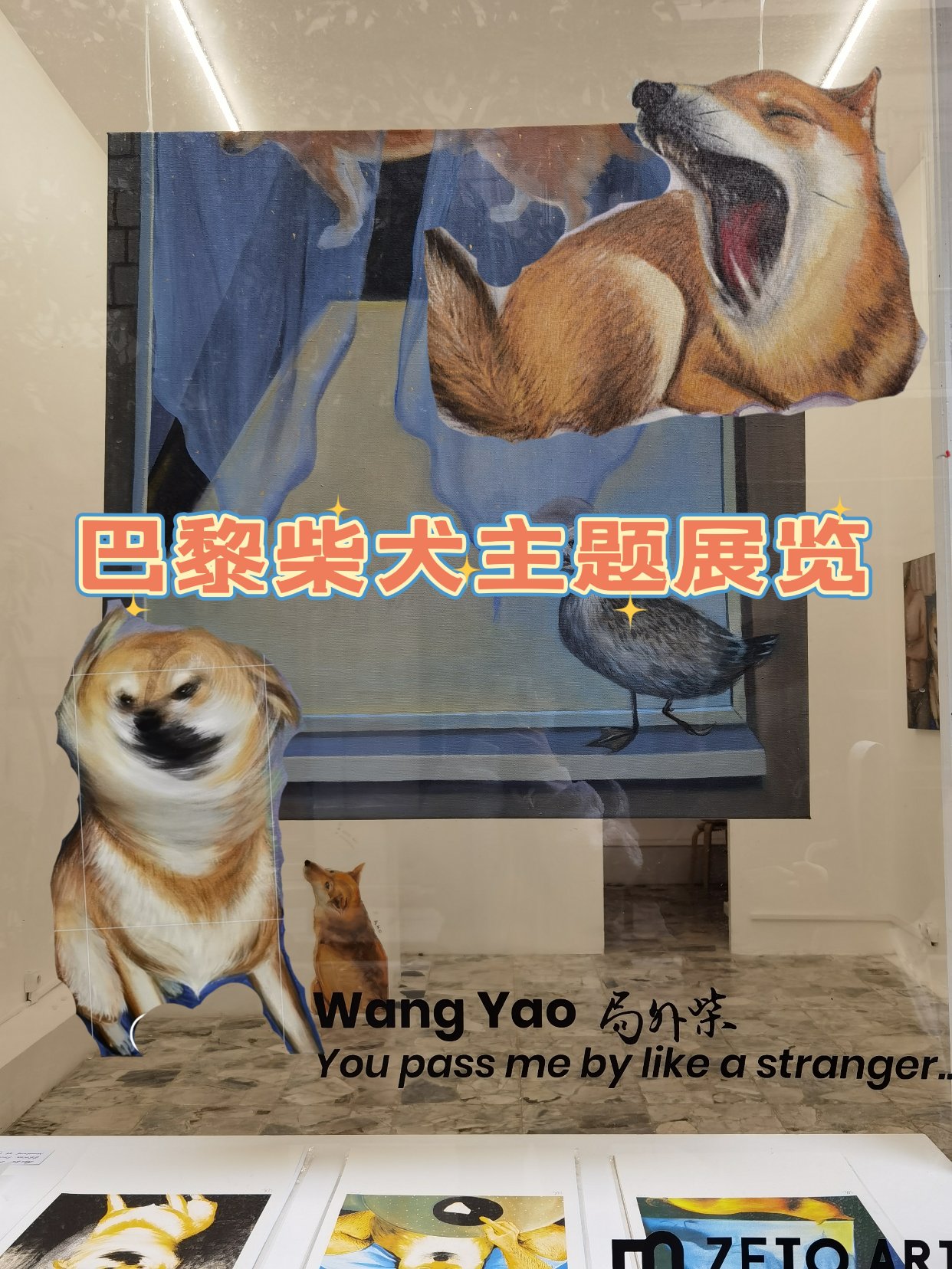 快来巴黎看柴犬诶！！