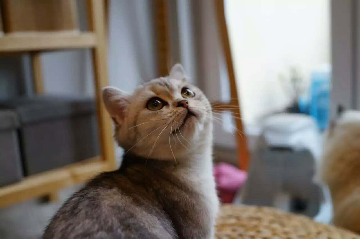 我家的宠物小精灵❤️