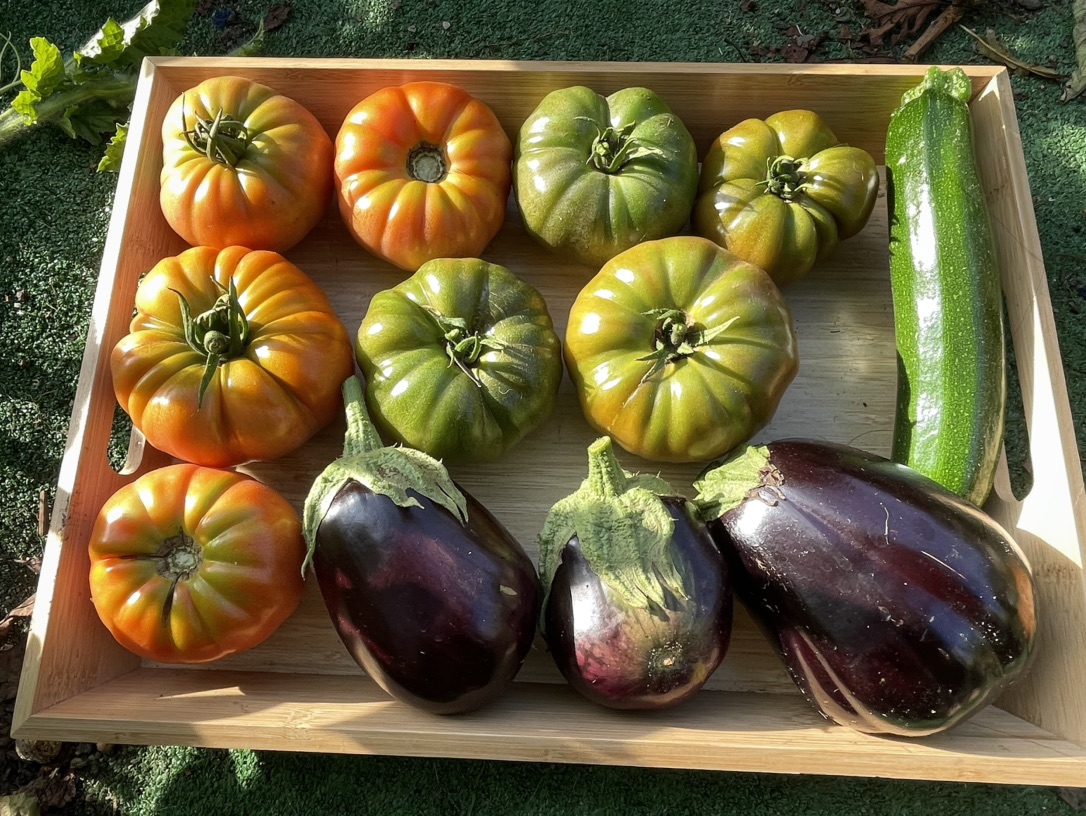 来Tuilerie附近可以找我来拿番茄🍅😌