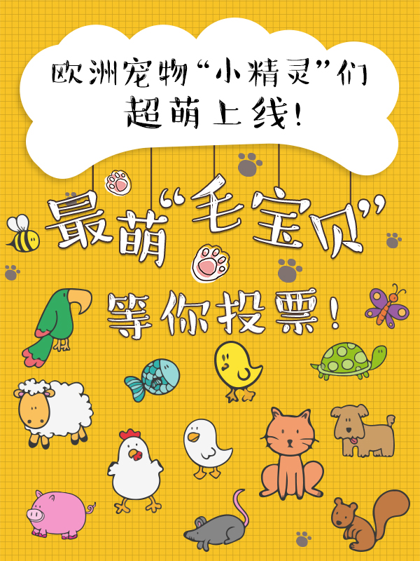 欧洲宠物“小精灵”超萌上线！