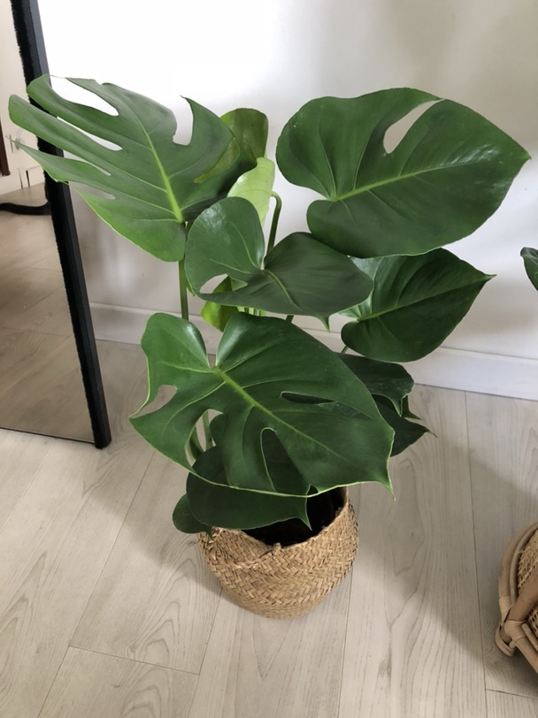 推荐巴黎很便宜的植物大卖场