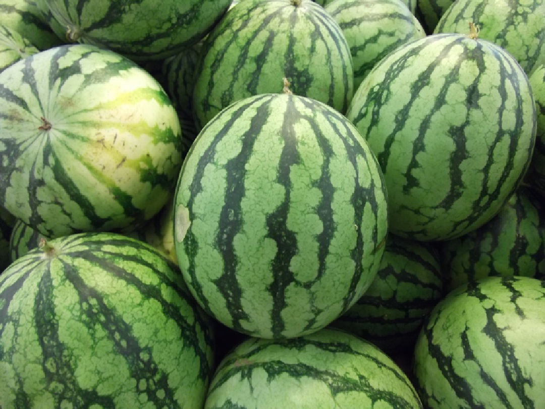 Lidl 2.99€抱了个5kg西瓜🍉