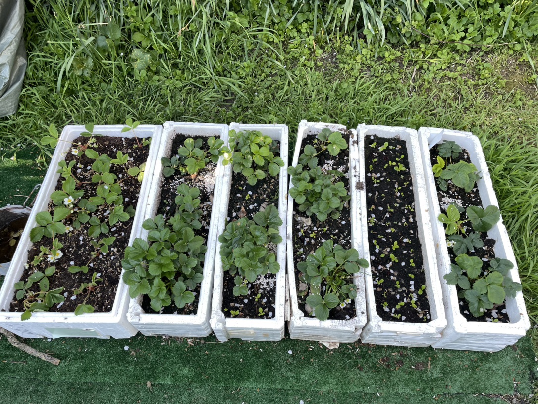中国胃就爱爱吃甜甜的草莓🍓