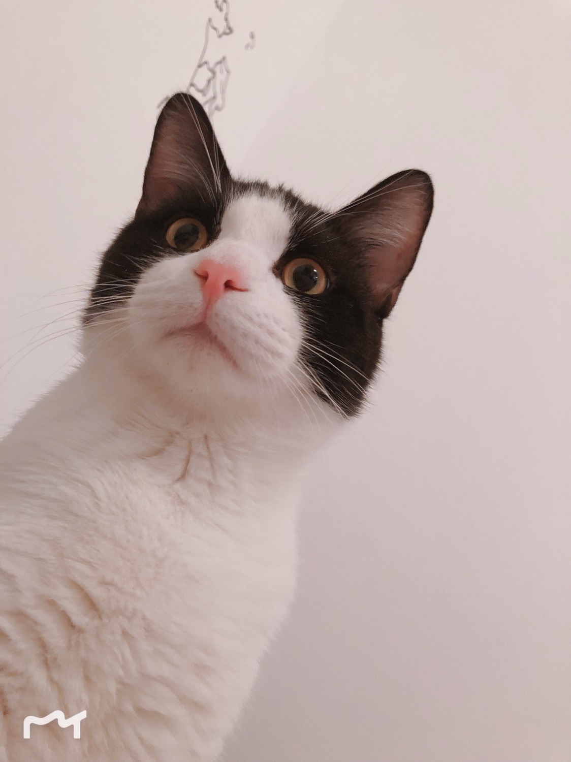 自从有了猫