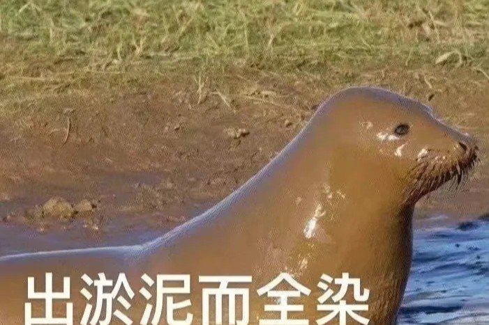 大概率是遇到骗子了？