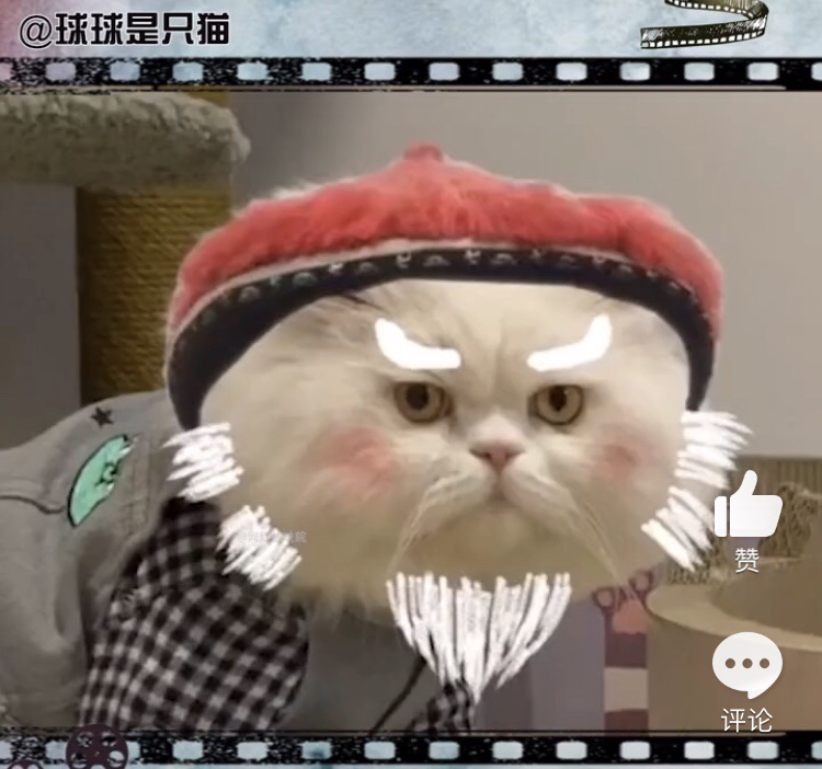 球球是只猫