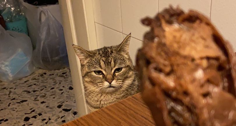 一只像猫头鹰的猫咪自述