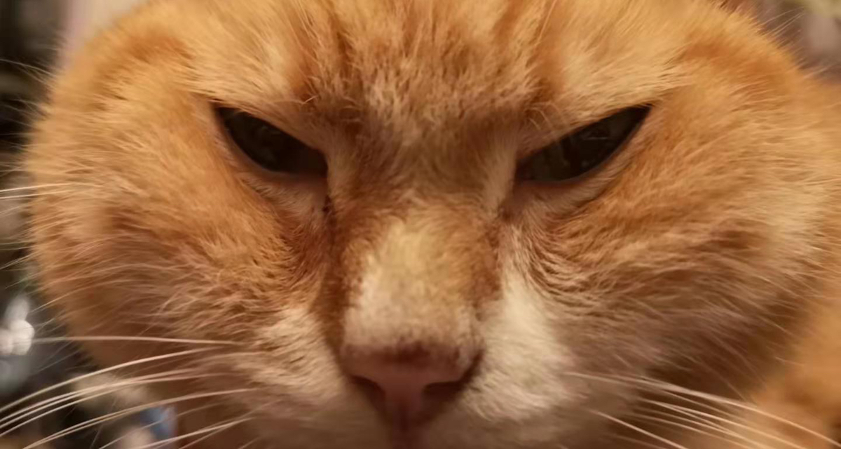 法国猫猫急诊手术