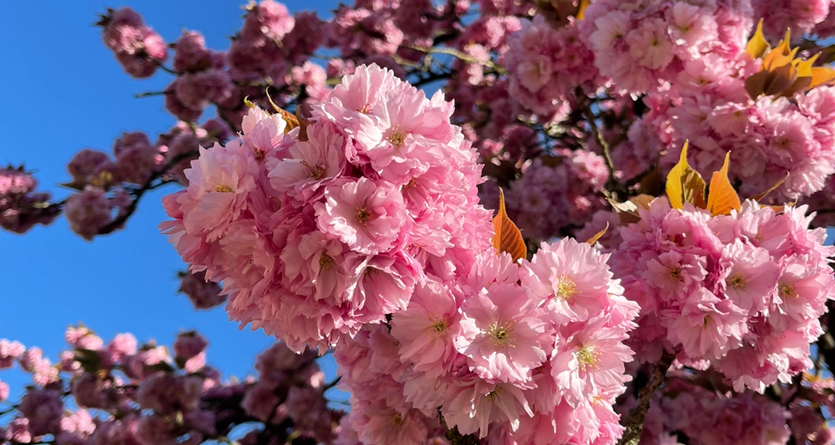 🌸索镇公园樱花攻略