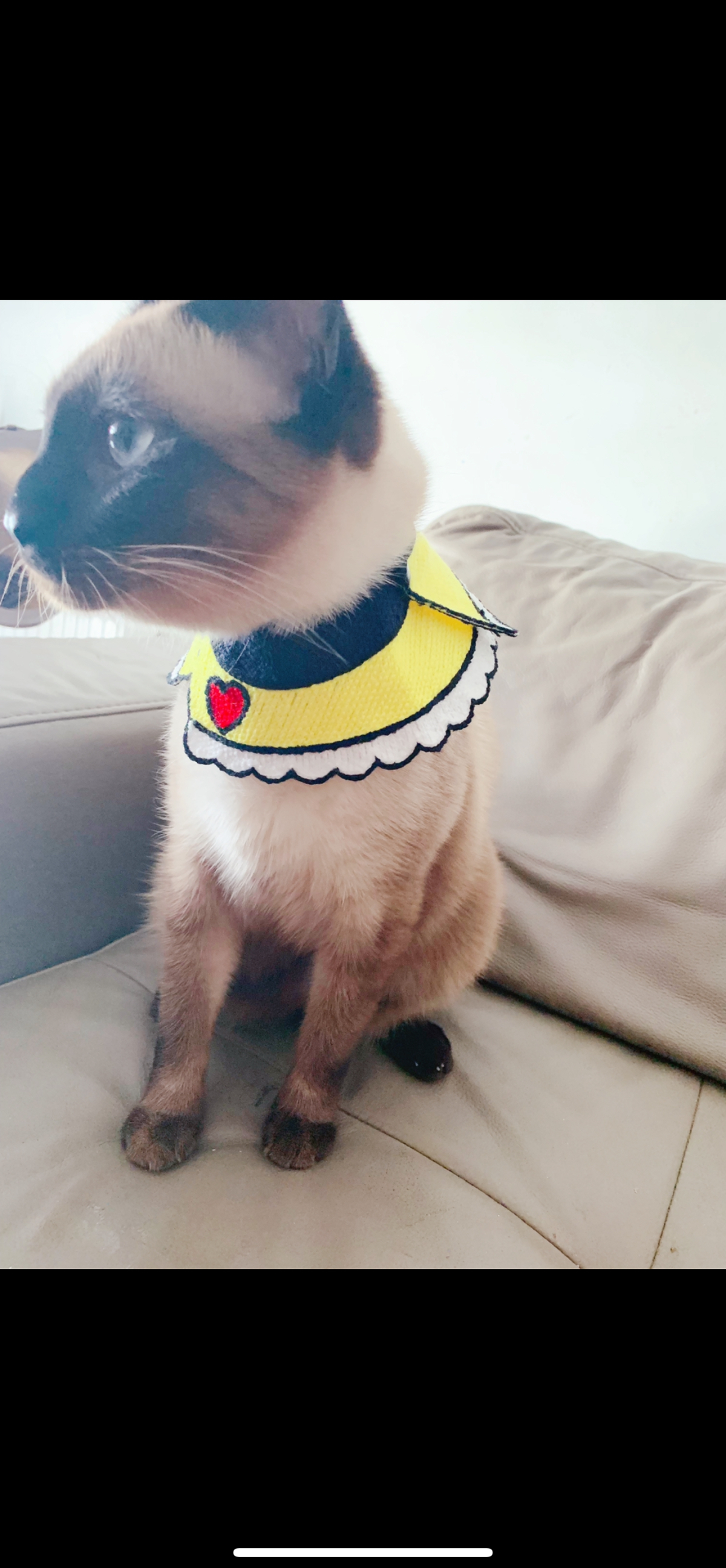 🐈煤老板 