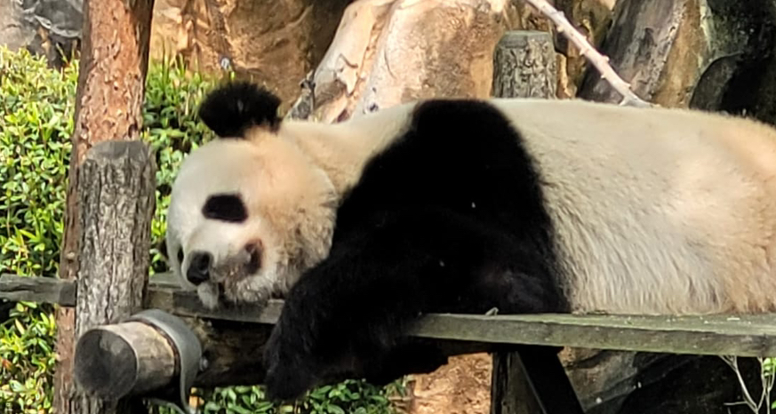 zoo de Beauval 攻略