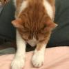 一地猫毛